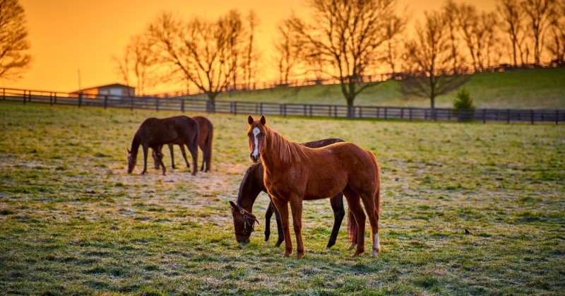 thoroughbreds